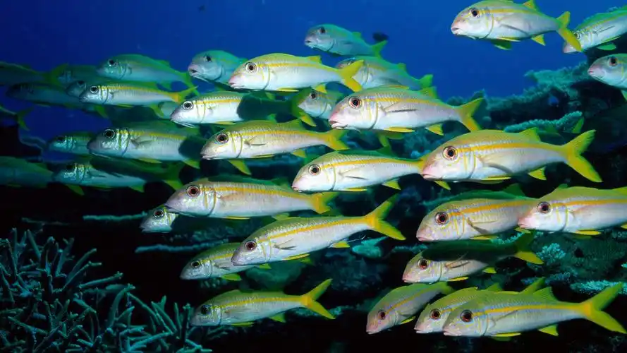 海底世界成群结队的鱼群 壁纸 - 1920x1080