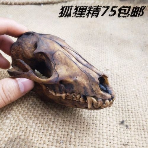 标本骨化石教学头颅骨狐狸头骨标本骨骼真骷髅标准模型化石狗头全