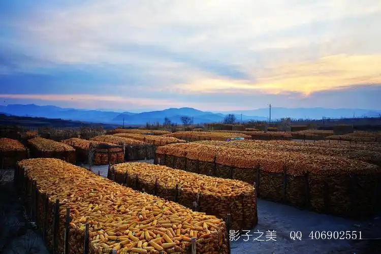金秋丰收田野看风景