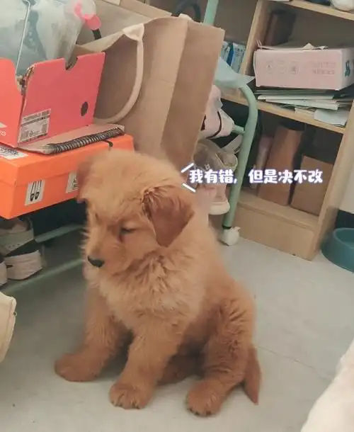 这孩子真是让我一点都没脾气了