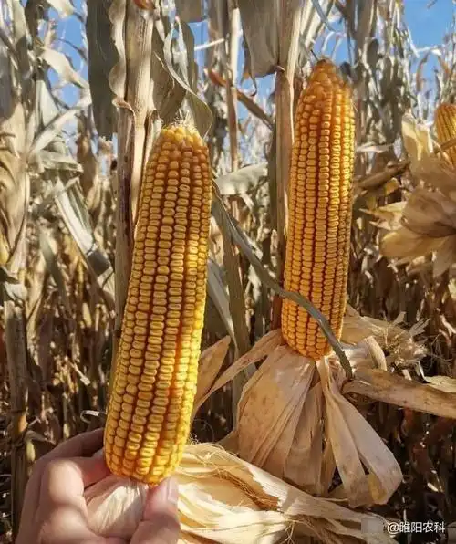 白轴大穗高产耐热玉米新品种中农大787,亩产可达2565斤