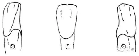 上颚牙齿简笔画