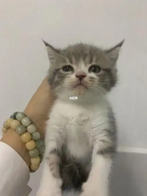 蓝白蓝猫美短猫咪