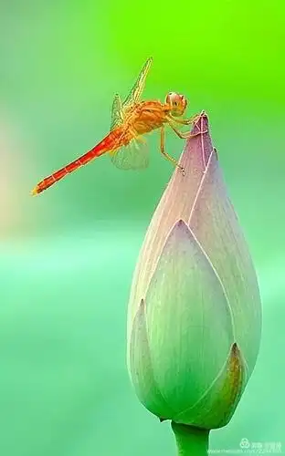 蜻蜓立于荷花头