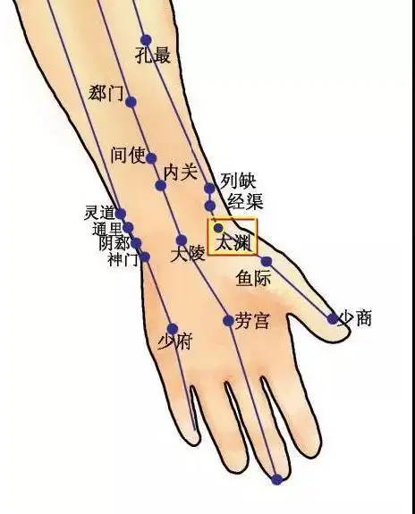 了解手太阴肺经