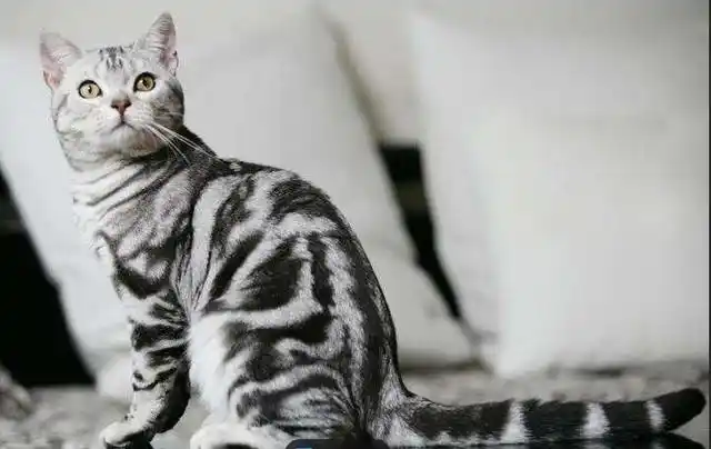 美短作为最受欢迎猫咪品种之一,最经典的毛色为银虎斑.