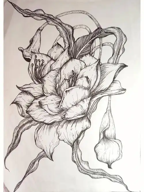 花卉黑白线练习