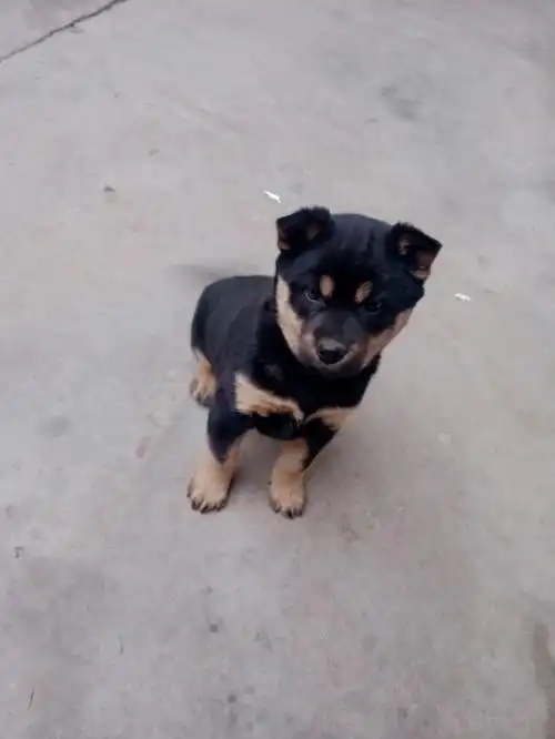 小土狗的成长过程