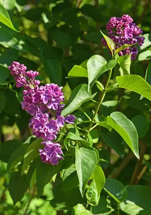 紫丁香花需要多少年才开花?紫丁香花的生长周期和开花时间