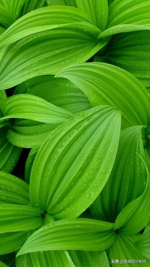 绿色养眼图片,绿色护眼图片手机壁纸(绿色清新 高清护眼壁纸美图)