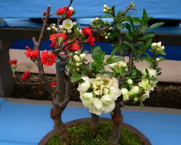 海棠盆景2-2010年
