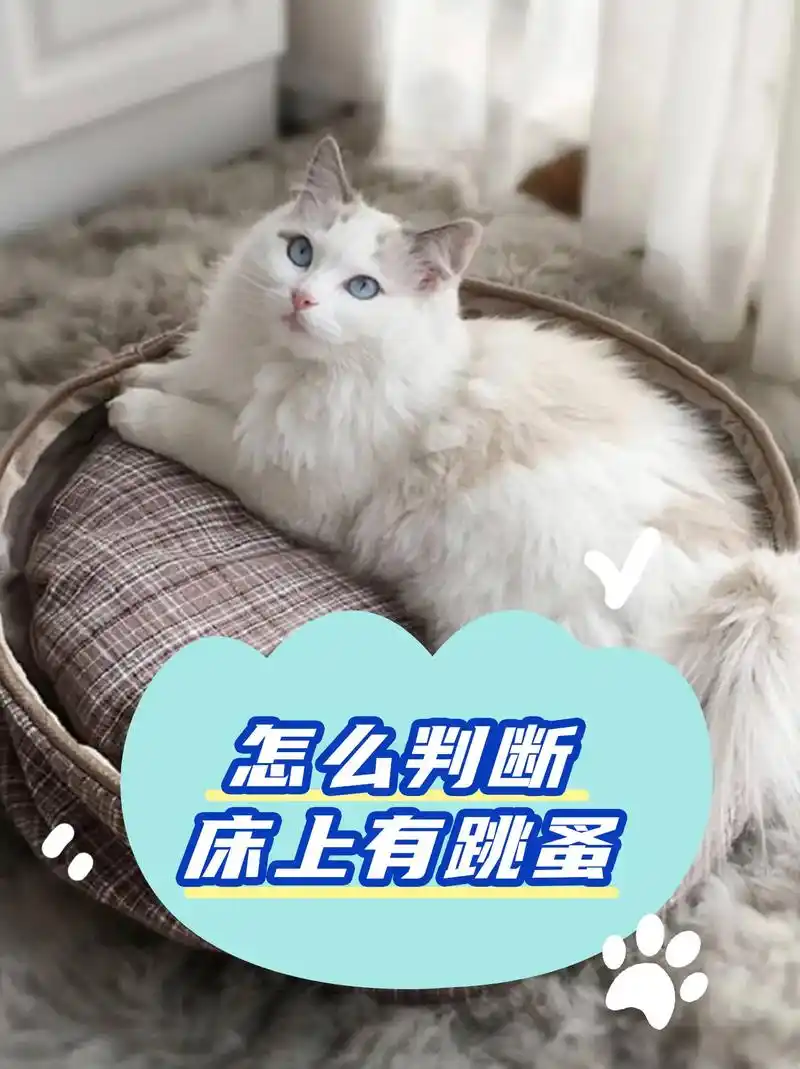 怎么判断床上有跳蚤.#跳蚤 #跳蚤药 #灭跳蚤 #被跳蚤咬了 - 抖音