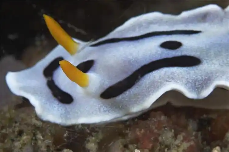 多彩海牛属图片_多彩海牛属高清图片_全景视觉