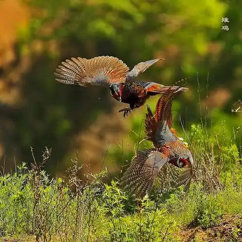 【转载】百鸟朝凤(6)