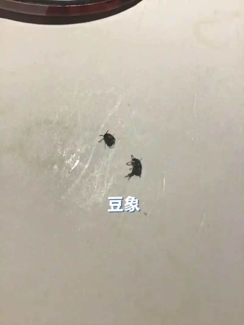 豆象 终于知道这个是什么虫了,和米虫有点像,但身体圆滚,也是害虫.