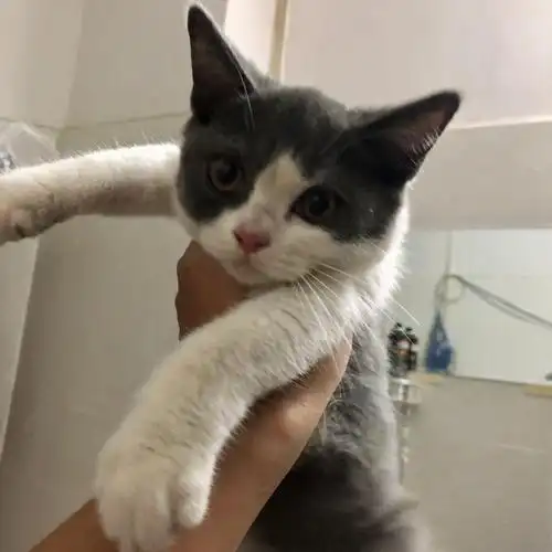 英短蓝白猫陪伴了一年多的猫咪一路的成长
