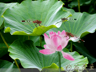 昆虫界捕食蚊,蝇等害虫的高手!--蜻蜓(珍藏版)