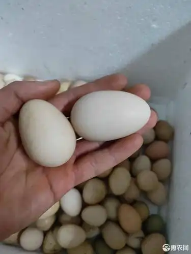 山林放养珍珠鸡蛋