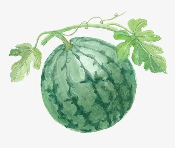 手绘绿色西瓜插画
