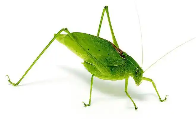 国外奇葩昆虫鉴赏美洲长翅露螽