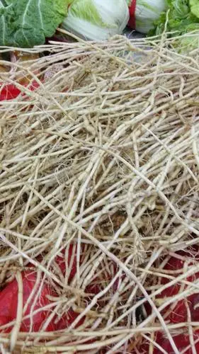 匿名用户  2015-03-25   展开全部 鱼腥草(英文名herba houttuyniae