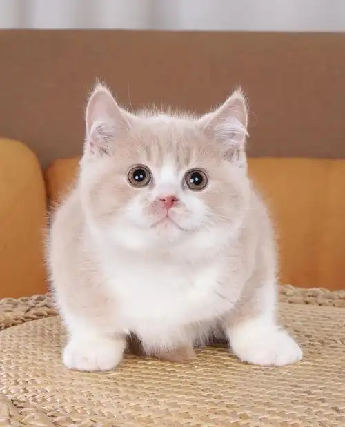 英短乳白弟弟找新家