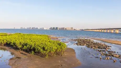 中国厦门望海集美大桥滩涂天际夕阳风光