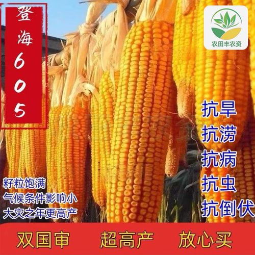 秋颖国审玉米种登海605玉米种子高产抗倒伏矮杆品种2024年必种新货