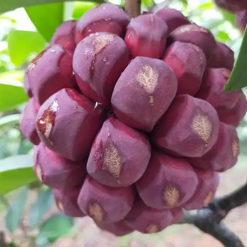 网红恶魔果实布福娜水果黑老虎新鲜稀奇古怪稀有稀罕水果1斤包邮