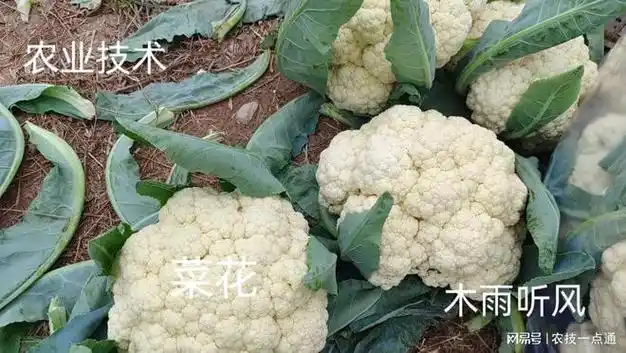 菜花栽培技术,菜花生长适宜的温度以及栽培方法是什么?|花球|花菜|花