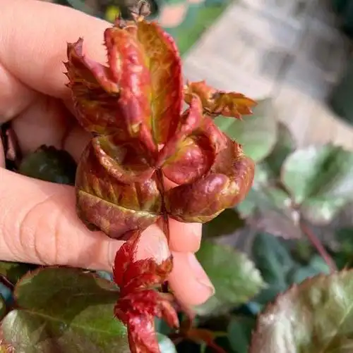 月季新叶畸形卷曲还出现枯萎怎么回事这两个诱因春天很常见