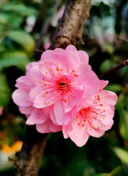 漂亮的美人梅比其他梅花要晚开一些