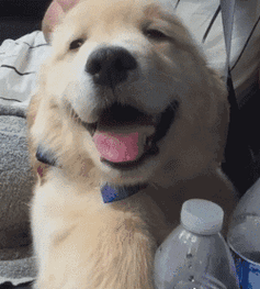 狗狗本身就是个治愈力超强的动物,一旦笑起来,治愈力翻倍!