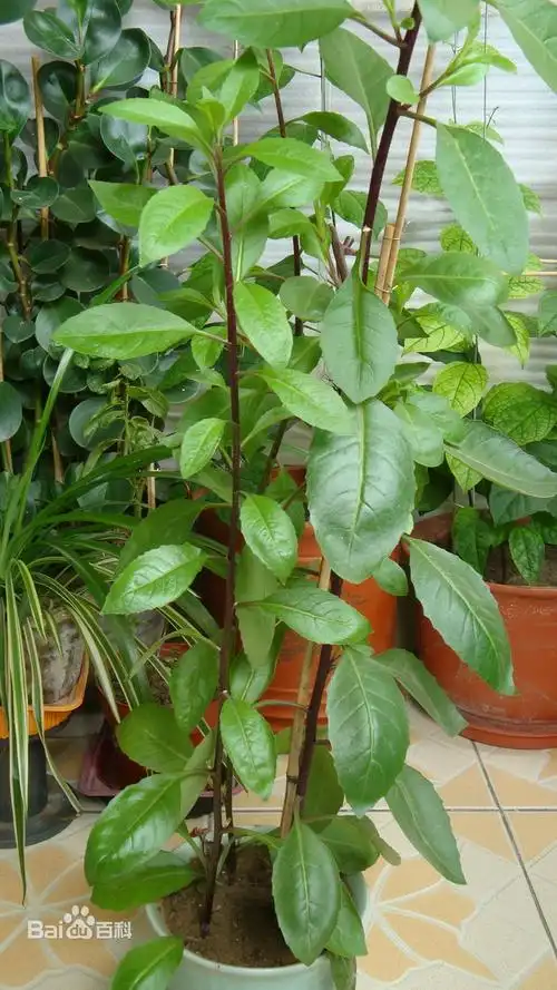 别名神奇救命草的金鸡毛草,原产于新加坡.前两年引进我国.