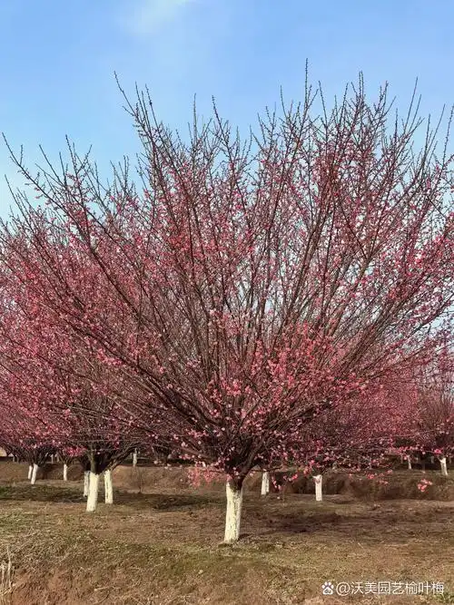 红梅树,学名为prunus mume,是梅花的一种,属于蔷薇科李属的落叶小乔木