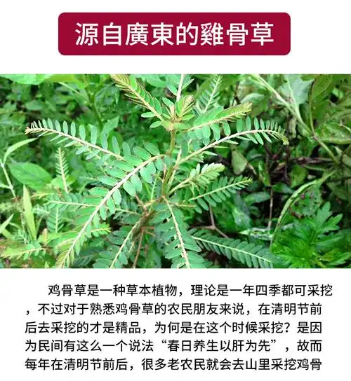 广东客家特产鸡骨草野生无硫鸡骨草500g干货相思藤大黄草煲汤药材鸡骨