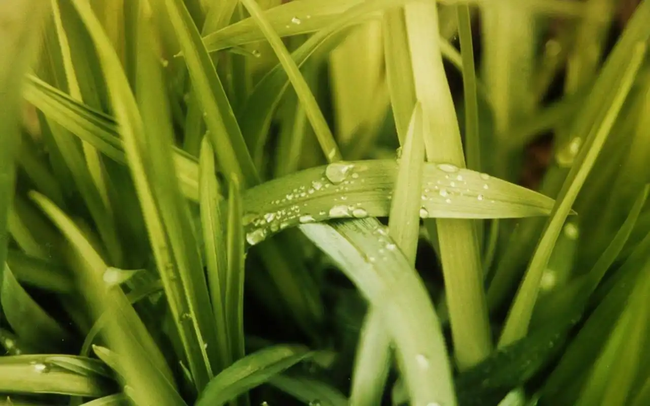 超清护眼绿色植物图片宽屏壁纸高清大图预览1920x1200_植物壁纸下载