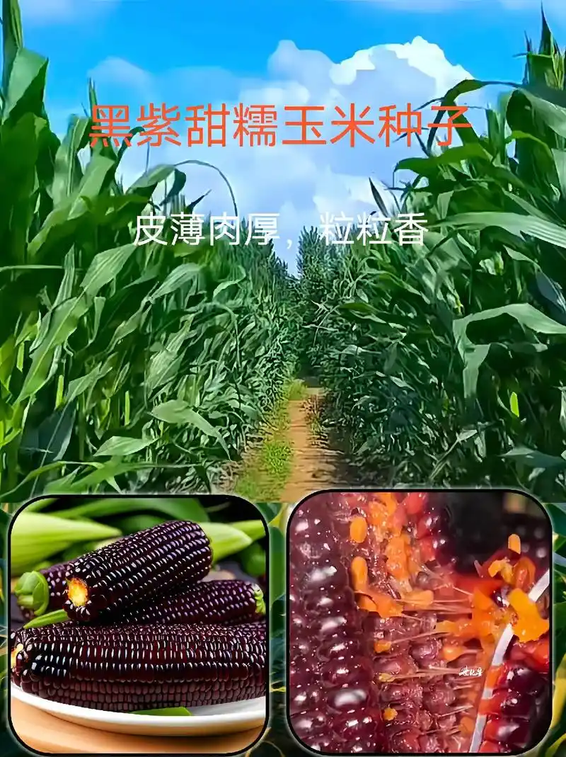 黑甜紫糯玉米种子.#喜欢种玉米的朋友,这款黑甜紫糯玉米.不仅 - 抖音