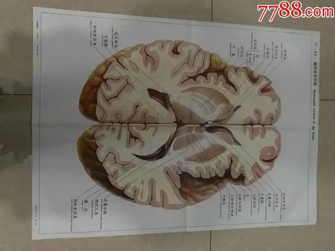 全开人体解剖挂图脑的水平切面中国医科大学出品