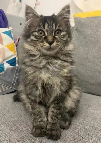 缅因串串母猫 找男朋友 6个月 发情了 帮她找个男朋友