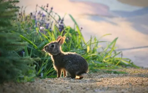 超萌短耳兔子活泼可爱治愈系图片高清桌面壁纸(一)