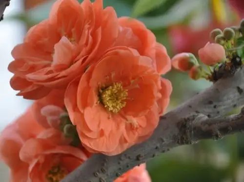 海棠花园---★长寿乐海棠