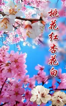 桃花红杏花白