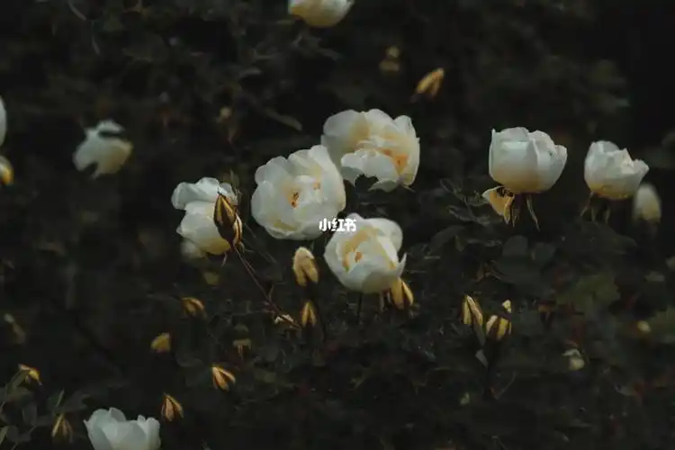 100套ins风壁纸背景图no006