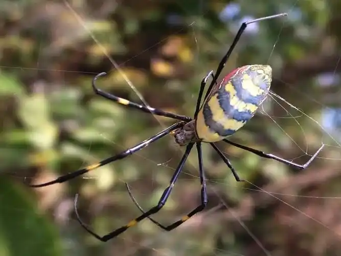 萝莉外表的女郎蜘蛛实在怕不起来啊
