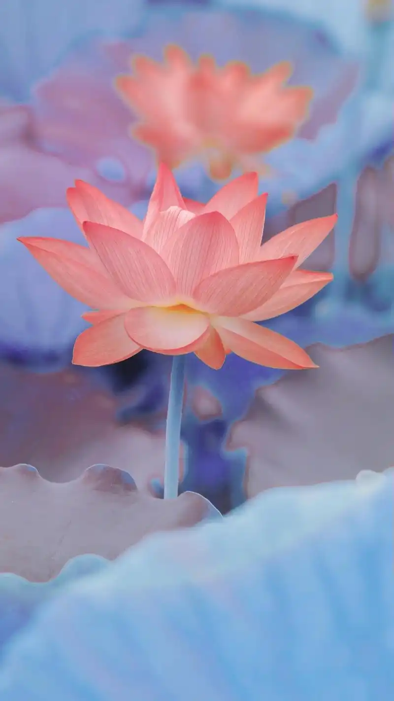 如果最近情绪低落,不妨换个莲花做壁纸吧.愿此生如莲静心素雅, - 抖音