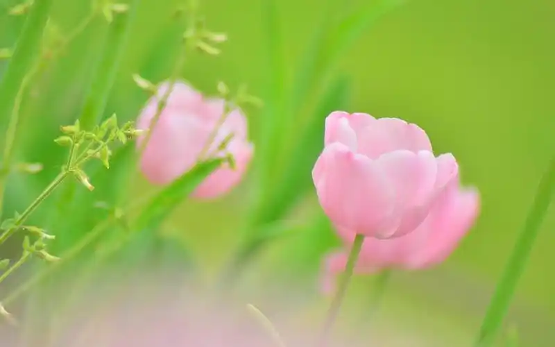 清新唯美聚焦花卉高清桌面壁纸下载