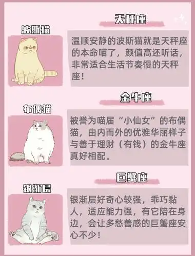 12星座最适合养什么猫?