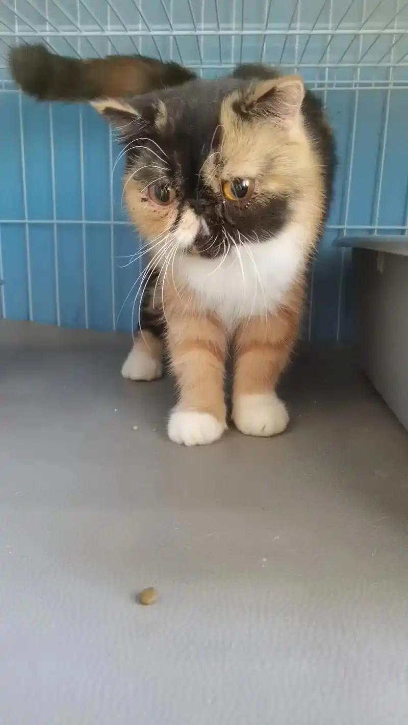 长春本地三花加菲无偿领养.