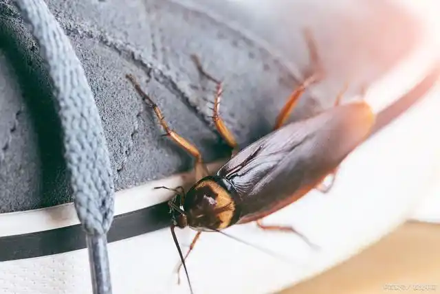 卫生间的灶马蟋产生原因及预防方法